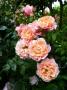 lysiane:plantes_du_jardin:roses:p1330229.jpg