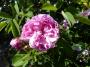 lysiane:plantes_du_jardin:roses:p1330244.jpg