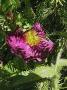 lysiane:plantes_du_jardin:roses:p1330364_red.jpg
