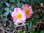 lysiane:plantes_du_jardin:roses:p1330387.jpg