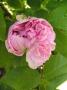 lysiane:plantes_du_jardin:roses:p1330396_j_cartier.jpg