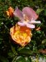 lysiane:plantes_du_jardin:roses:p1330451.jpg