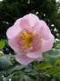 lysiane:plantes_du_jardin:roses:p1330503.jpg
