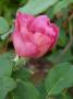 lysiane:plantes_du_jardin:roses:p1330584.jpg
