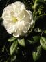 lysiane:plantes_du_jardin:roses:p1330675.jpg