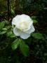 lysiane:plantes_du_jardin:roses:p1330689.jpg