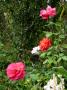 lysiane:plantes_du_jardin:roses:p1330699.jpg