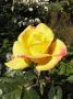 lysiane:plantes_du_jardin:roses:p1330728.jpg
