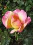 lysiane:plantes_du_jardin:roses:p1330746.jpg