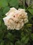 lysiane:plantes_du_jardin:roses:p1330775.jpg