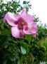 lysiane:plantes_du_jardin:roses:p1330837.jpg