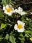 lysiane:plantes_du_jardin:roses:p1340139.jpg