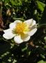 lysiane:plantes_du_jardin:roses:p1340140.jpg