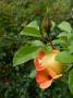 lysiane:plantes_du_jardin:roses:p1340701.jpg