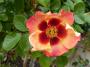 lysiane:plantes_du_jardin:roses:p1340703.jpg