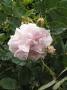 lysiane:plantes_du_jardin:roses:p1340711.jpg