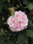 lysiane:plantes_du_jardin:roses:p1340712.jpg