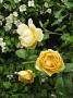 lysiane:plantes_du_jardin:roses:p1340730.jpg