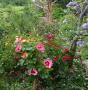 lysiane:plantes_du_jardin:roses:p1340781.jpg