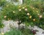 lysiane:plantes_du_jardin:roses:p1340812.jpg