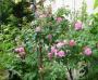 lysiane:plantes_du_jardin:roses:p1340871.jpg