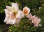 lysiane:plantes_du_jardin:roses:p1340949red.jpg