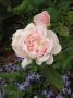 lysiane:plantes_du_jardin:roses:p1350581.jpg