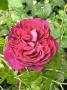 lysiane:plantes_du_jardin:roses:p1350588_n_ch.jpg