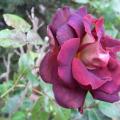 r0010474red.jpg