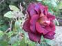 lysiane:plantes_du_jardin:roses:r0010474red.jpg