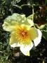 lysiane:plantes_du_jardin:roses:r0010520_red.jpg