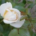 r0011309_lions_rose_red.jpg