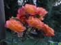 lysiane:plantes_du_jardin:roses:r0011445_red.jpg