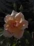 lysiane:plantes_du_jardin:roses:r0011510_red.jpg