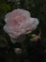 lysiane:plantes_du_jardin:roses:r0011557_red.jpg