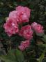 lysiane:plantes_du_jardin:roses:r0011559_red.jpg