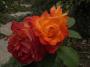 lysiane:plantes_du_jardin:roses:r0011560_red.jpg