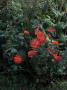 lysiane:plantes_du_jardin:roses:r0011887_red.jpg
