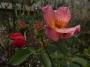 lysiane:plantes_du_jardin:roses:r0011916_red.jpg