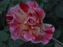 lysiane:plantes_du_jardin:roses:r0012078_red.jpg