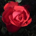 r0012458_red.jpg