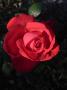 lysiane:plantes_du_jardin:roses:r0012458_red.jpg