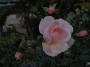 lysiane:plantes_du_jardin:roses:r0012711_red.jpg