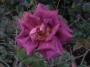 lysiane:plantes_du_jardin:roses:r0012780_red.jpg