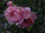 lysiane:plantes_du_jardin:roses:r0012882_red.jpg