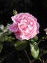 lysiane:plantes_du_jardin:roses:r0013670_red.jpg