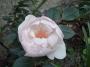 lysiane:plantes_du_jardin:roses:r0016584_red.jpg