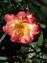 lysiane:plantes_du_jardin:roses:r0016847_red.jpg