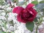 lysiane:plantes_du_jardin:roses:r0016920_red.jpg