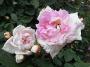 lysiane:plantes_du_jardin:roses:r0017336r.jpg